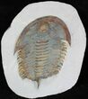 Early Cambrian Psedosaukianda Trilobite - Morocco #18570-1
